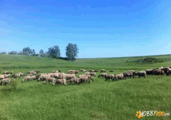 oi bulgaresti tinere montate 