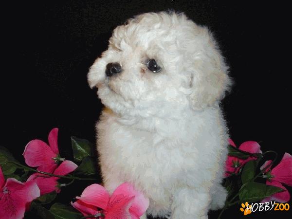 0764765468 bichon bolognese 700Lei