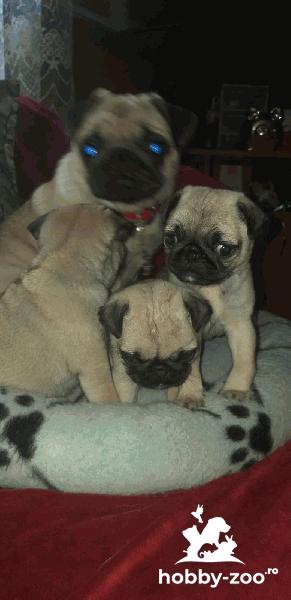 Vând câine pug mops vaccinat și deparazitat