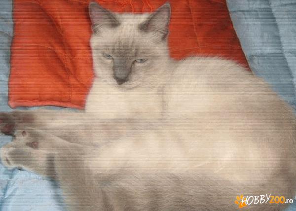 Vand pisic birmanez superb