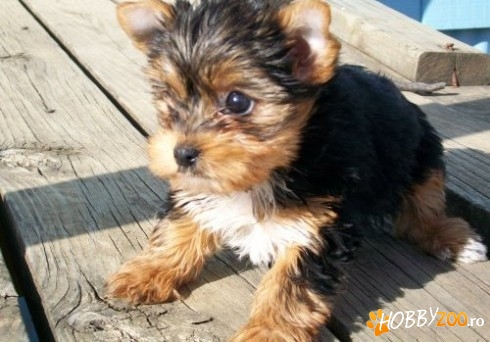 Yorkshire terrier mini mascul