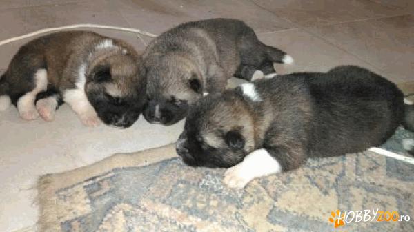 puiuți de Akita american 