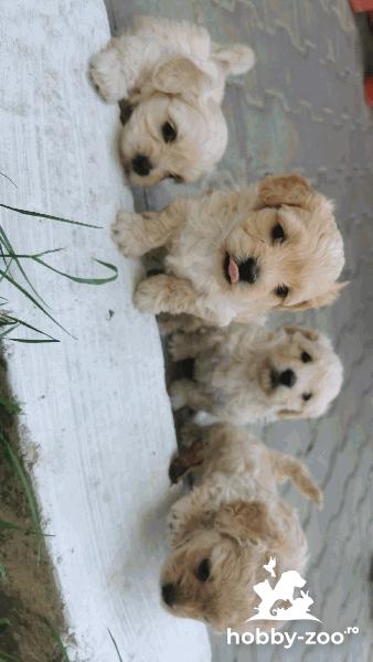  Vând  căței Bichon maltez 