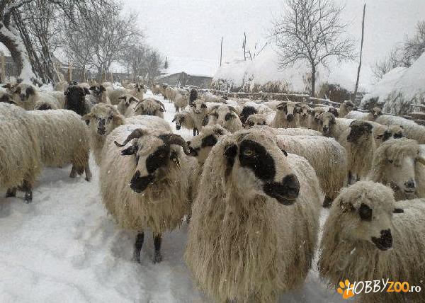 carne de oaie de stana