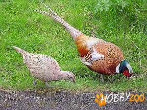 pui de pauni albastri