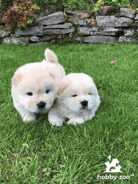 Puiuți de chow chow de vânzare