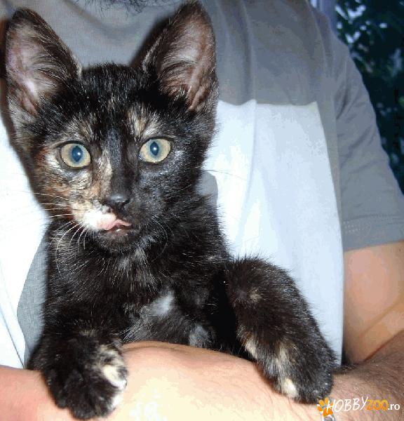 Pisicuta de 2 luni pt. ADOPTIE!!