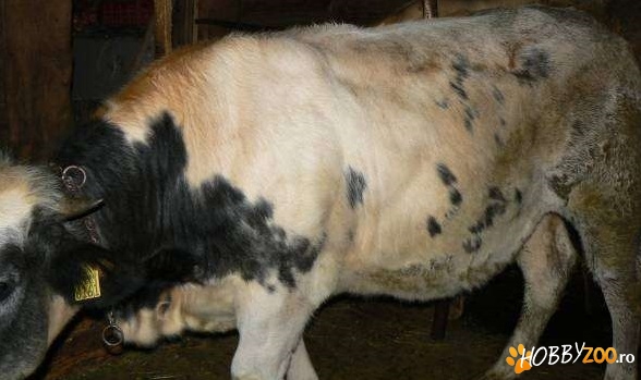 bovine de carne bleu blank