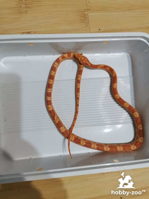 Corn snake sau șarpe porumb