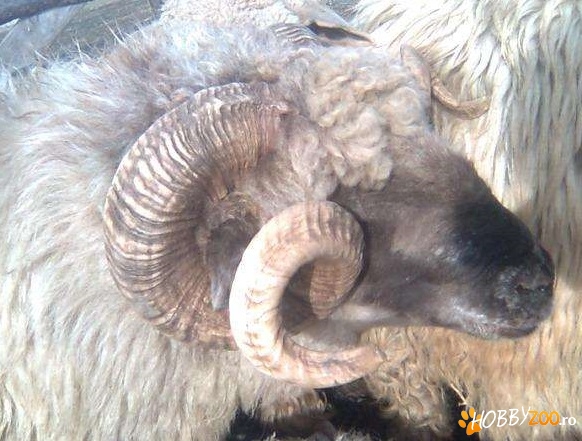 turma de oi sanatoase si ingrijite