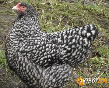 Gaini Mechelse kalkoenkop