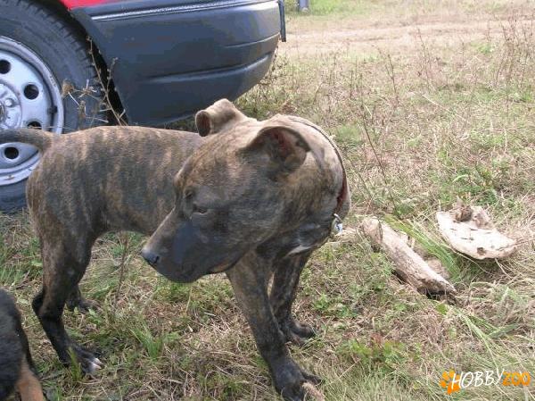 femela pittbull