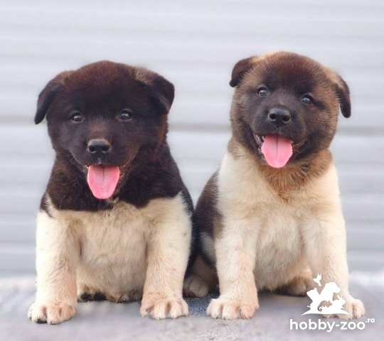 Akita American, căței TOP