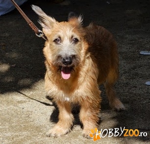 TASHA – metis terrier – cauta stapa