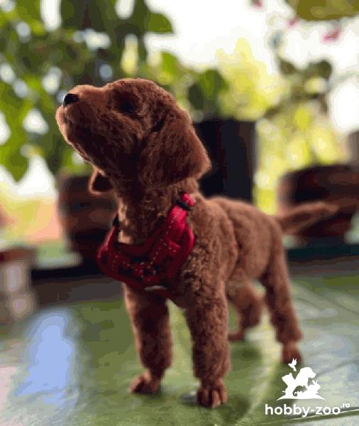 Pudel miniatural cățeluși