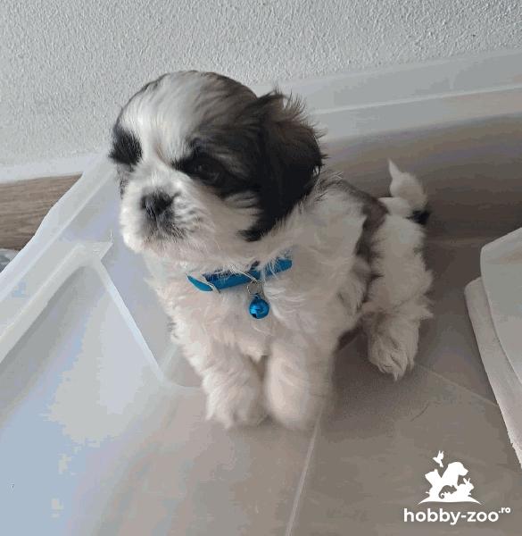 Vand Shih-Tzu deparazitati, vaccinati, pui 2 luni