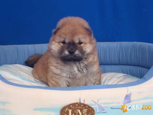 PUI CHOW CHOW