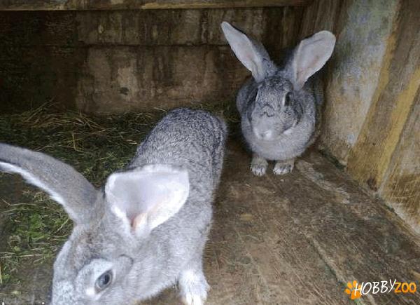 Vand iepuri diverse culori