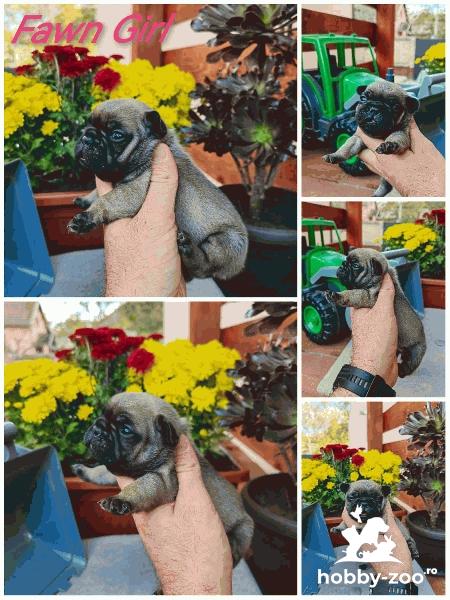 Buldog francez catelusi standard de vanzare
