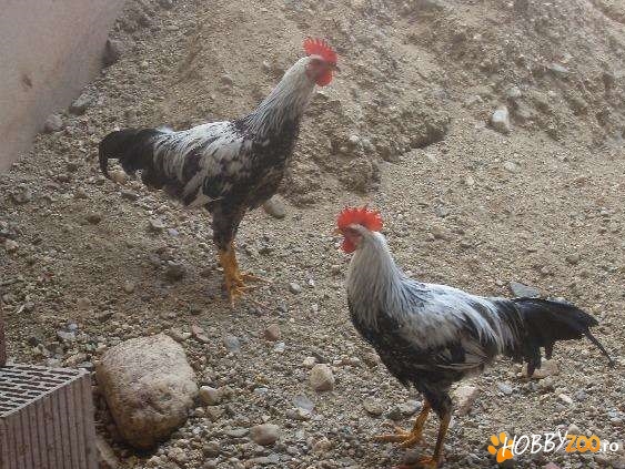 cocos italian reproductiv