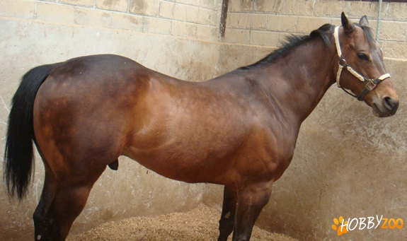 cal american quarter horse