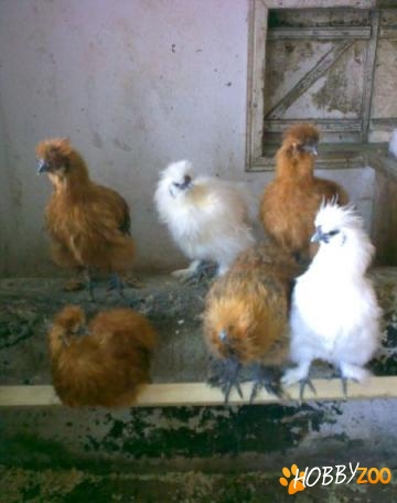 Vand gaini Matase Japoneza 