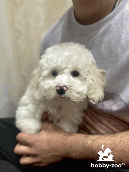 Bichon Frise cățeluși frumoși