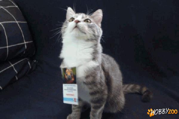 motanel catsrat, 2 ani