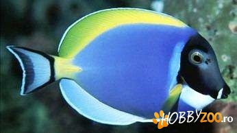 nevertebrate de apa sarata si dulce