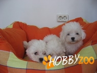 Bichon Maltese de la canisa