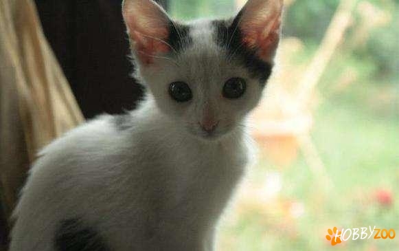 Ofer pisica spre adoptie