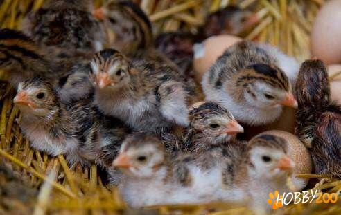 pui de bibilici pret fix