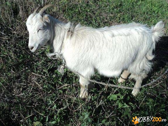 doua capre de lapte albe