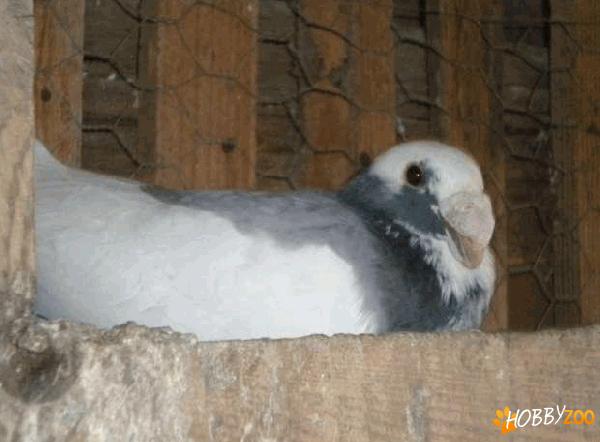 Voiajor german adult tineret