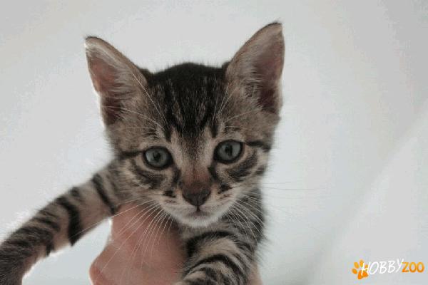 Fernando, un tigrut micut