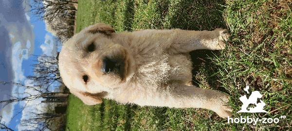Pui Labrador Retriever