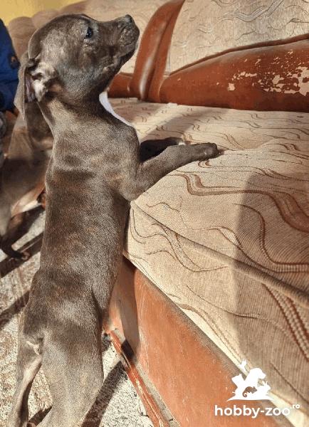 Pui de pitbull american bull