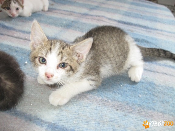 pisica fetita spre adoptie