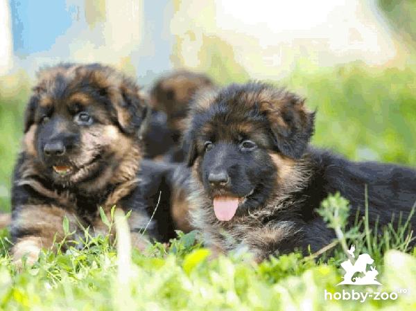 Ciobanesc German linii show&lucru