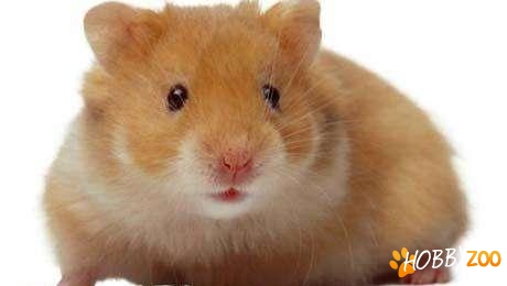 hamsteri sirieni superbi