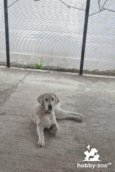 Labrador retriver de vânzare