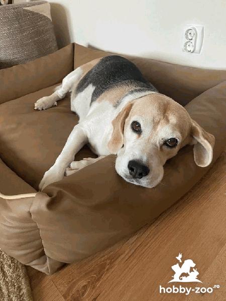 Mascul beagle pentru monta