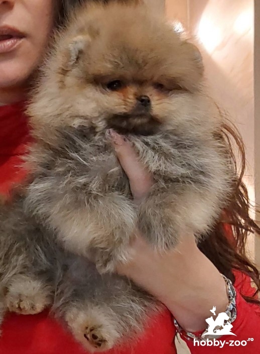 Pomeranian Spitz catelusi de vanzare
