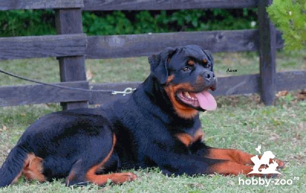 Rottweiler catelusi de vanzare