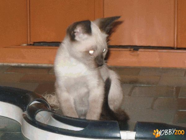 Pisoi birmanez spre adoptie