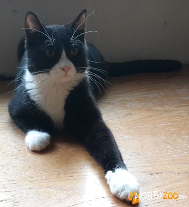 adoptie mascul metis Bombay
