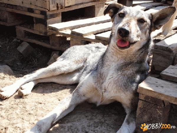 Rita, catelusa pentru adoptie