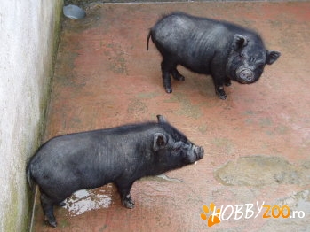 Scroafe vietnameze de reproducere