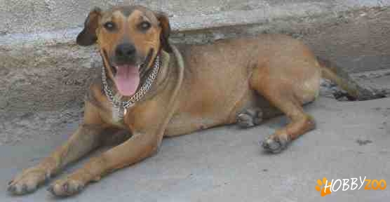 Metis MASTIFF spre adoptie