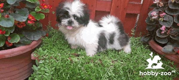 Shihtzu baietei si fetite